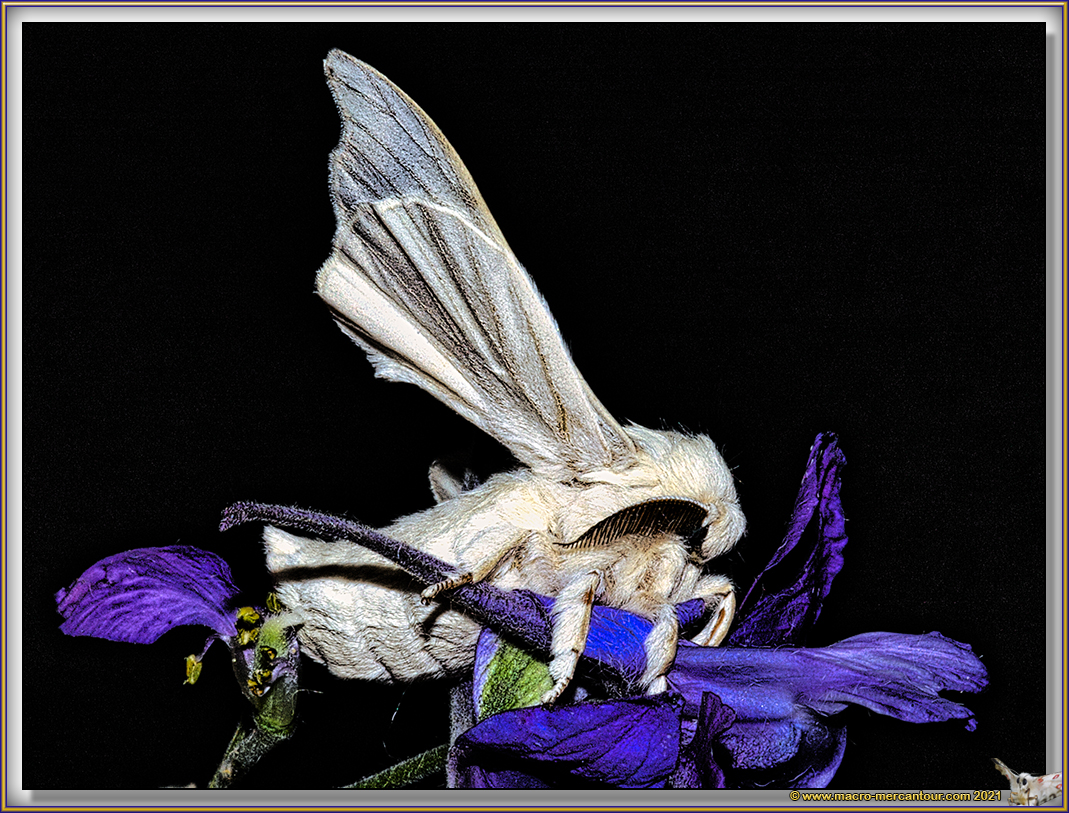 BOMBYX